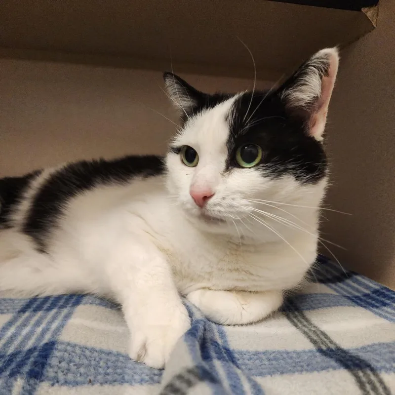 A senior small-sized female White Domestic Medium Hair cat named Sassie for adoption in Denison, TX