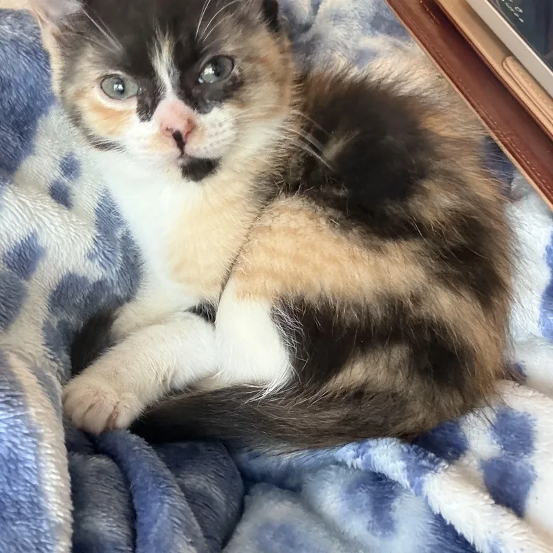 A baby medium-sized female Calico Domestic Short Hair cat named Rock for adoption in Bryan, TX