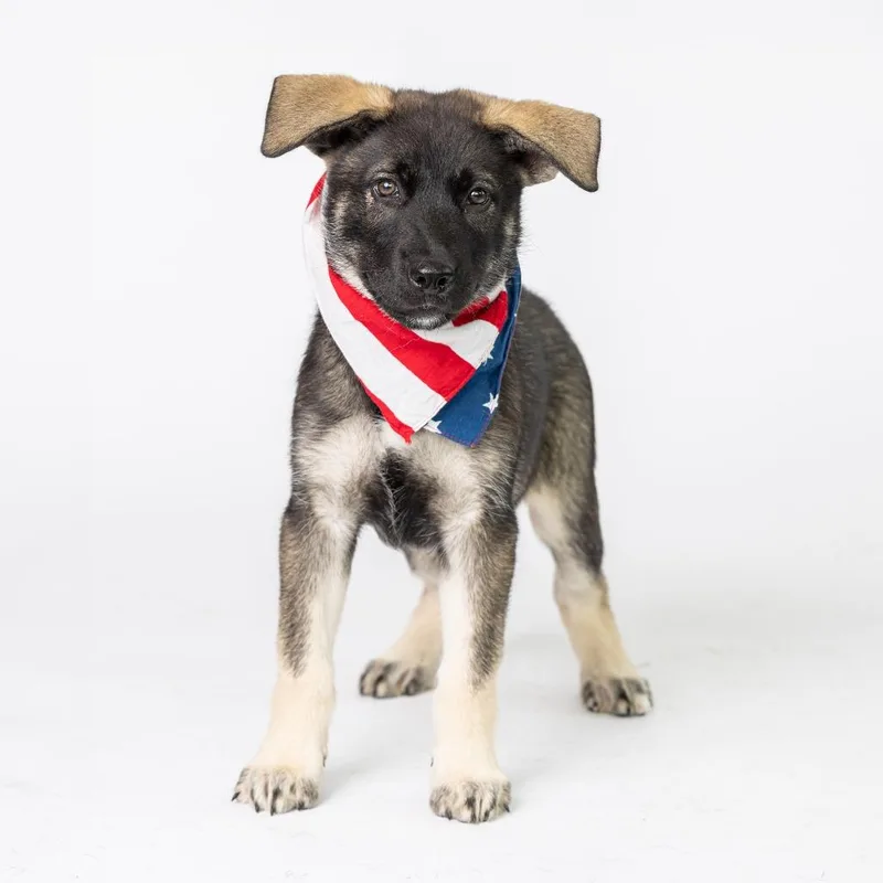 A baby small-sized female Black Mixed Breed dog named Keke Palmer for adoption in Dearborn, MI