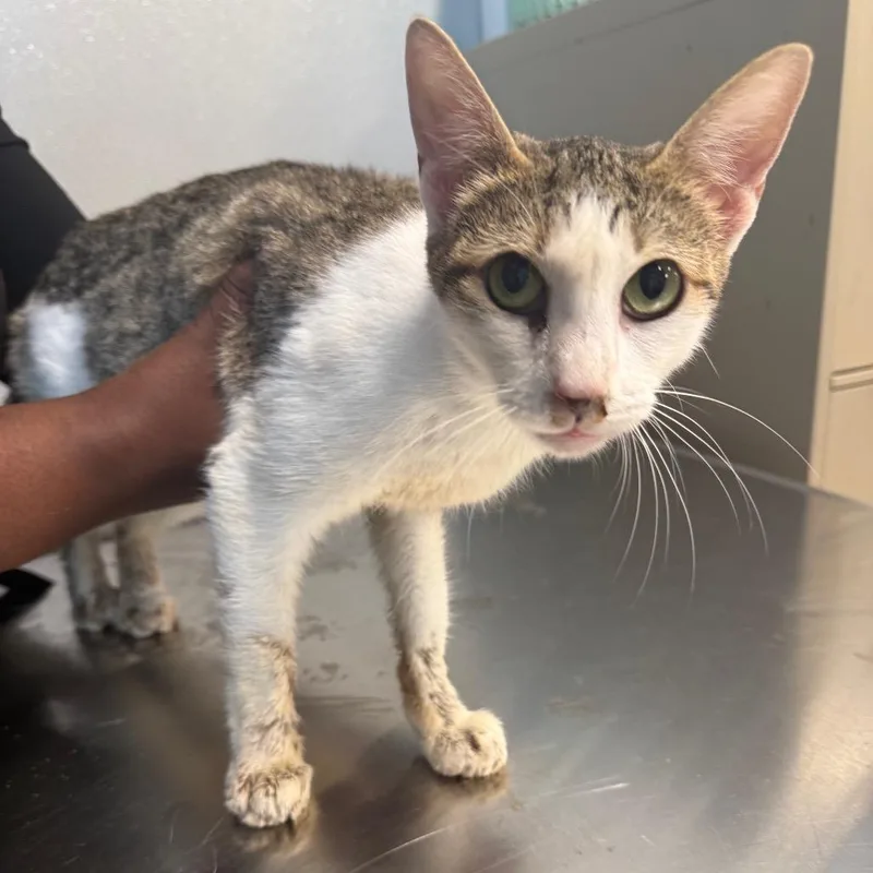 A young medium-sized female Domestic Short Hair cat named Florida for adoption in Horn Lake, MS