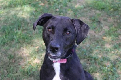 An adult large-sized female Retriever dog named Amy for adoption in Kansas City, MO