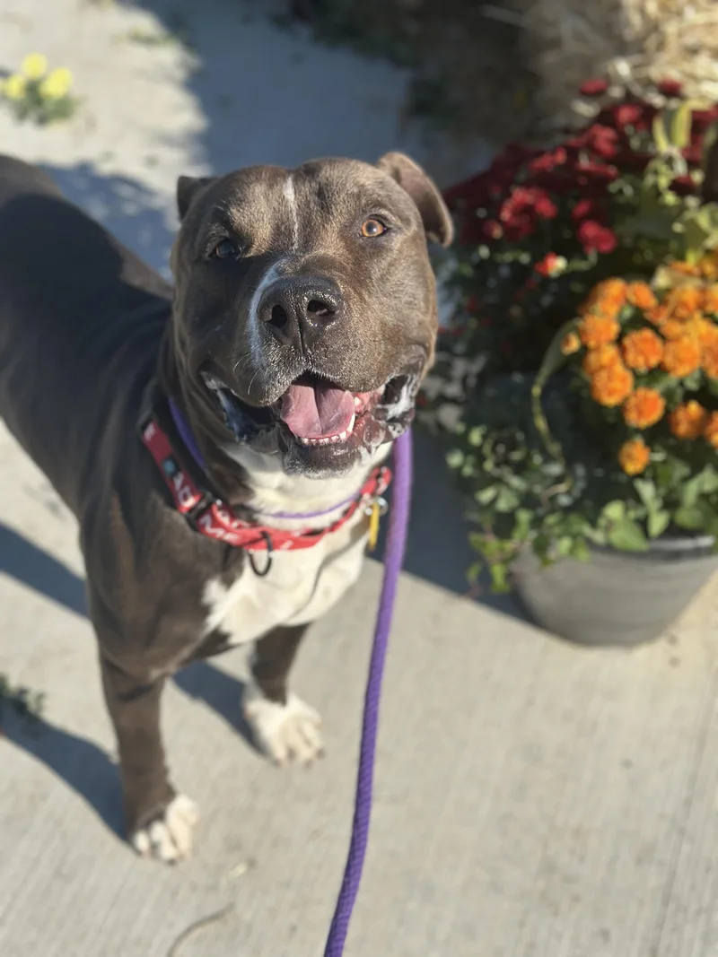 A young medium-sized male Pit Bull Terrier dog named Murphy for adoption in Cleveland, OH