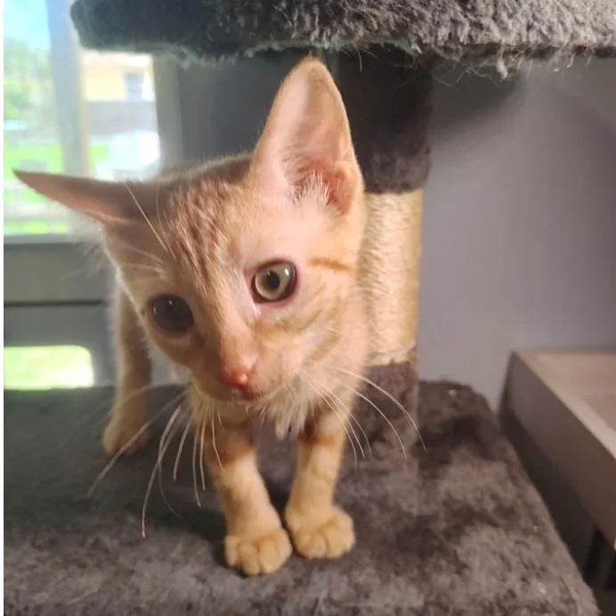 A baby small-sized male Orange / Red Domestic Short Hair cat named Xavier for adoption in North Port, FL