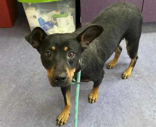 A young medium-sized female German Shepherd Dog dog named Fiona for adoption in Santa Maria, CA