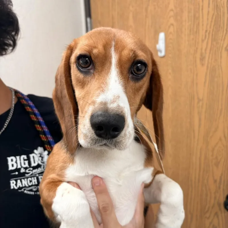 A young small-sized female Brown / Chocolate Beagle dog named London for adoption in LOXAHATCHEE, FL