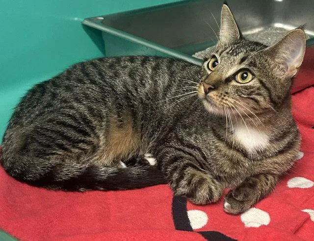 A young medium-sized male Domestic Short Hair cat named Sage months old for adoption in Sterling, MA