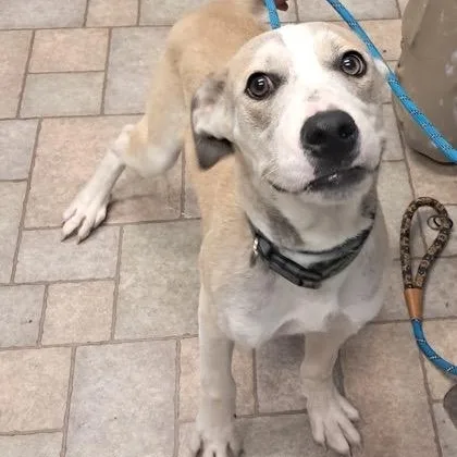 A baby medium-sized male Husky dog named Toby for adoption in Hollister, MO