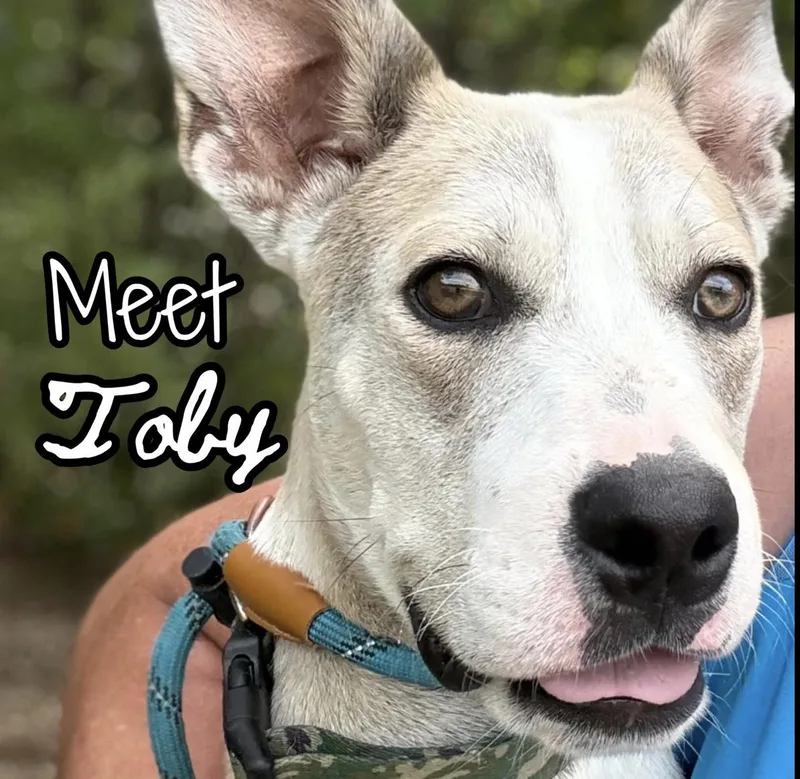 Toby thumbnail 2