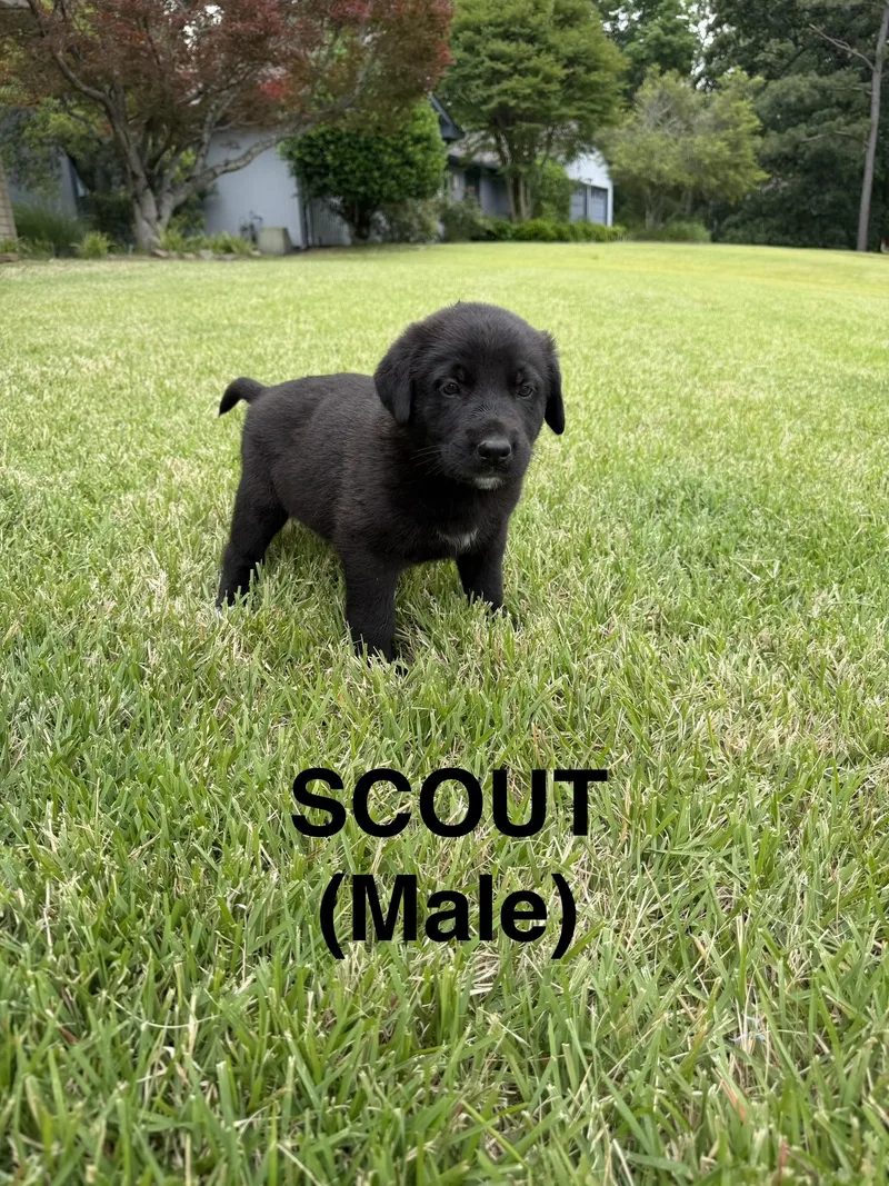 Scout thumbnail 4