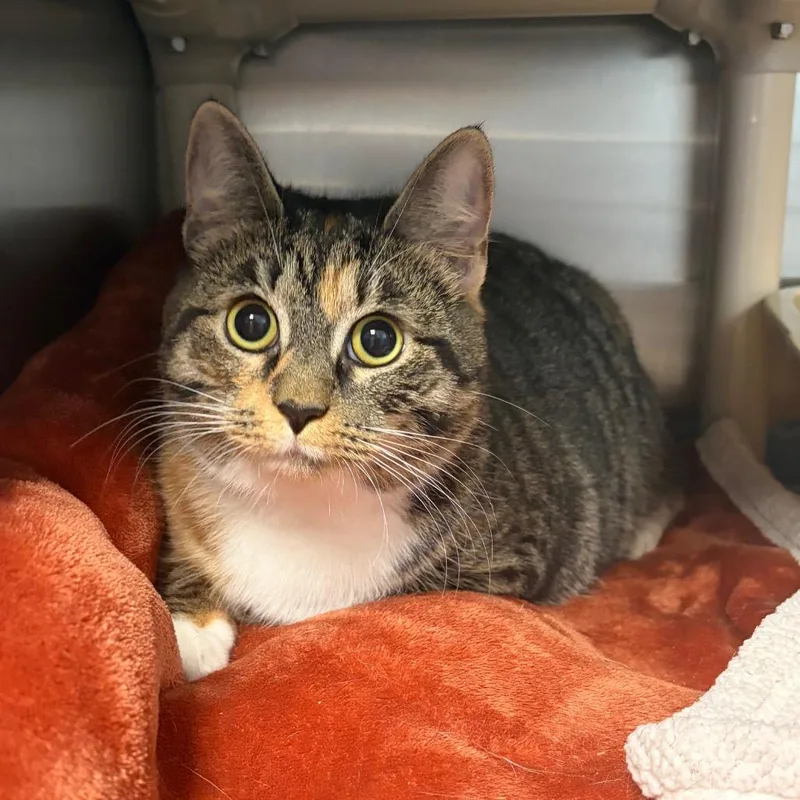 A young small-sized female Brown / Chocolate Domestic Short Hair cat named Tink for adoption in Fredericksburg, VA
