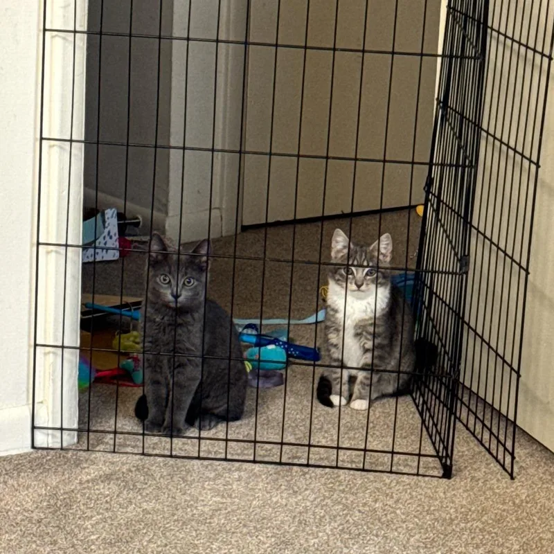 A baby small-sized male Gray / Blue / Silver Domestic Short Hair cat named Tinku for adoption in York, PA