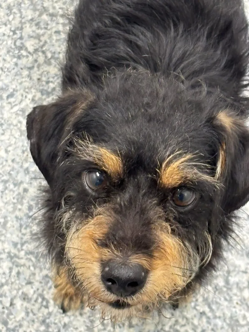 An adult small-sized male Black Yorkshire Terrier dog named Midas for adoption in Manassas, VA