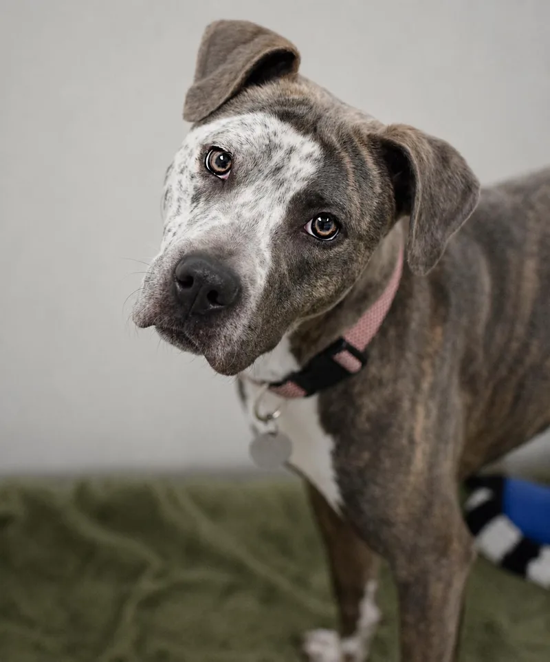 An adult medium-sized female Gray / Blue / Silver Pointer dog named Missy for adoption in Pontiac, MI