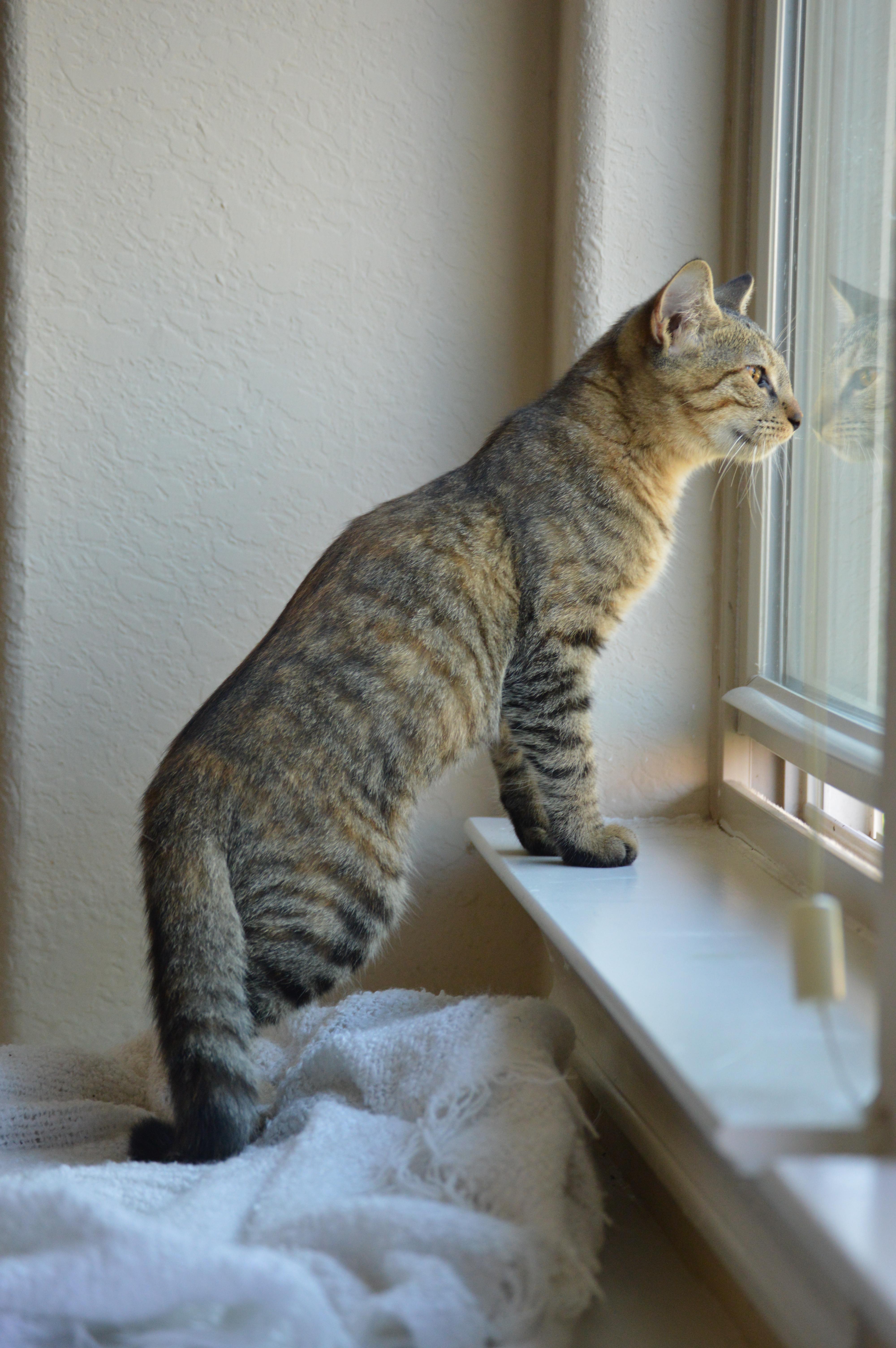 A baby small-sized female Torbie cat named Moonlight EP for adoption in Schertz, TX
