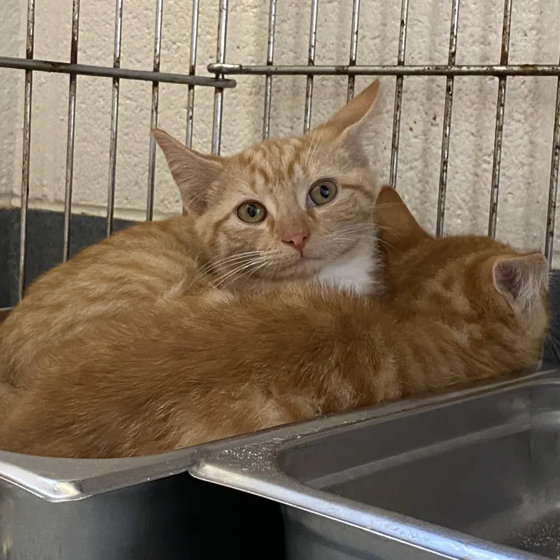 A baby small-sized male Orange & White Domestic Short Hair cat named Mac and Cheese for adoption in King George, VA