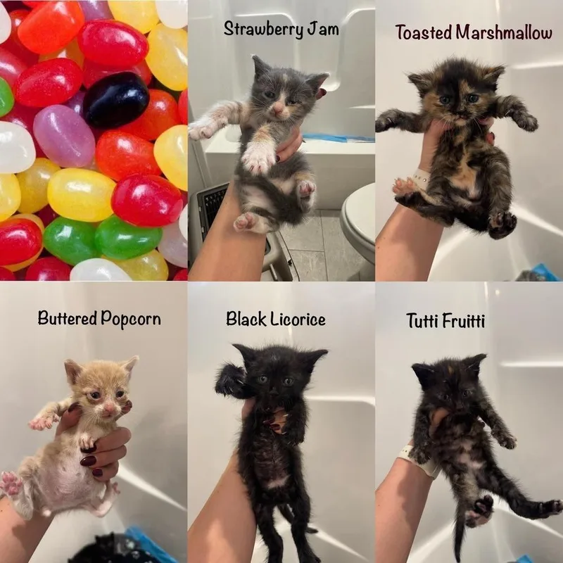 A baby small-sized female Domestic Short Hair cat named Strawberry Jam for adoption in Lincoln, NE