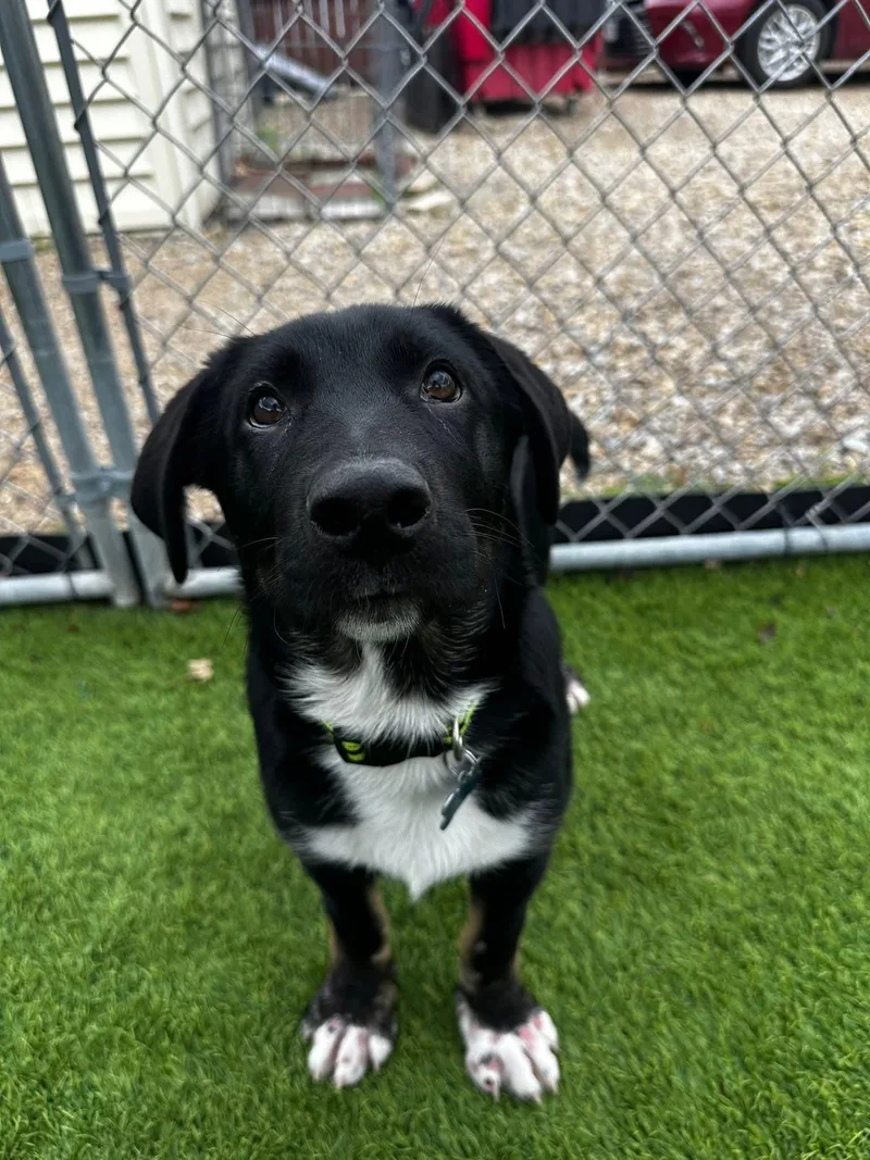 A baby large-sized male Black Shepherd dog named Damon for adoption in Cedar Rapids, IA