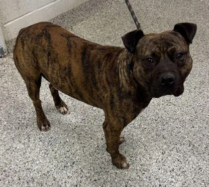 An adult large-sized male Brown / Chocolate Pit Bull Terrier dog named Stroganoff for adoption in Kansas City, MO