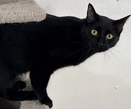 An adult medium-sized male Domestic Short Hair cat named Black Bean for adoption in Cecil, WI