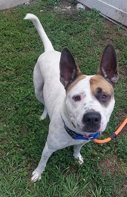 An adult medium-sized male American Staffordshire Terrier dog named Orion for adoption in Fort Lauderdale, FL