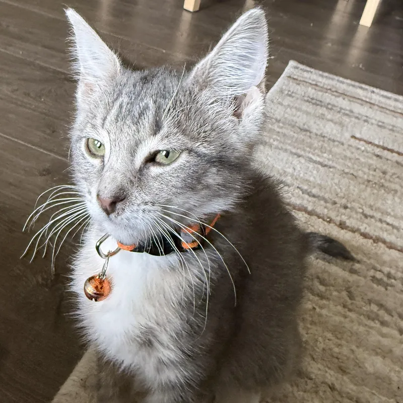 A baby medium-sized female Tabby (Gray / Blue / Silver) Tabby cat named Ash for adoption in Pasco, WA