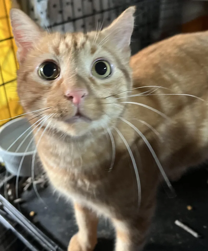 Schroeder thumbnail 3