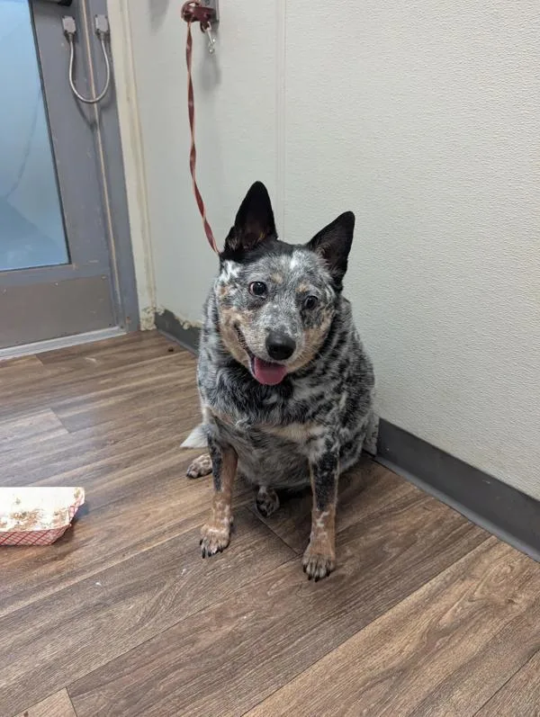 An adult large-sized female Australian Cattle Dog / Blue Heeler named Pup Pup for adoption in San Diego, CA