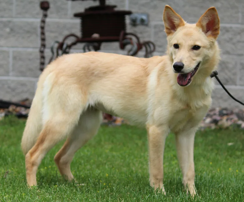 A baby medium-sized female Golden Siberian Husky dog named Honey Bee for adoption in Portage, WI