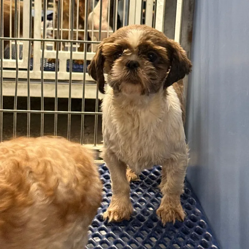 An adult small-sized female Shih Tzu dog named Paula for adoption in Norfolk, NE