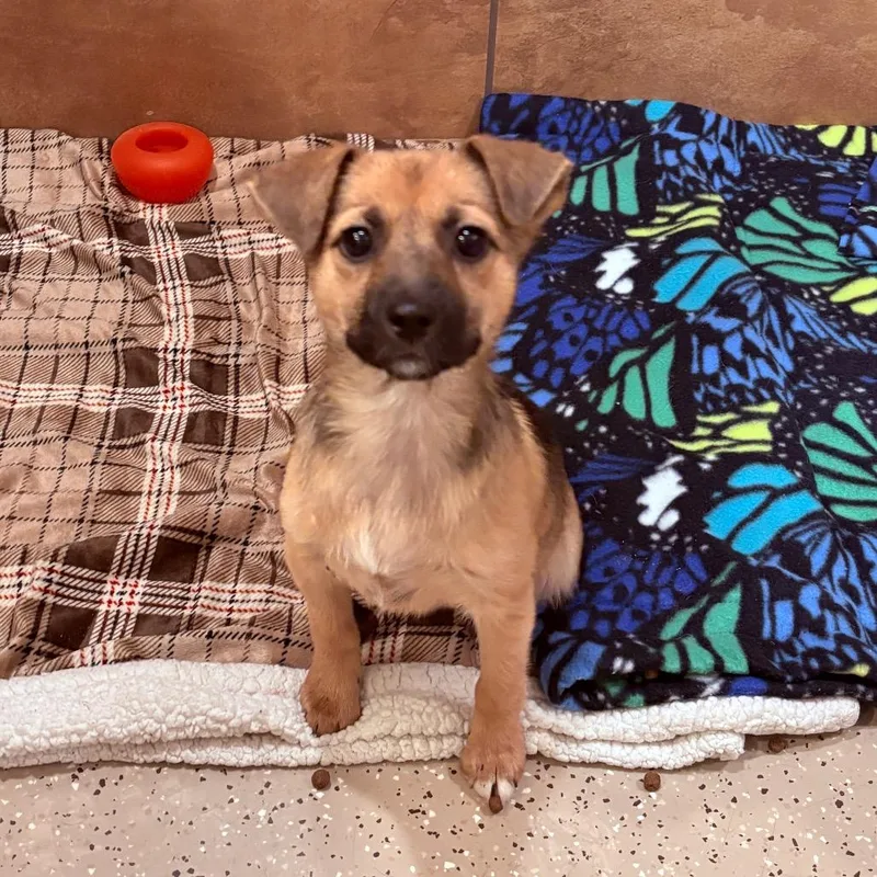 A baby medium-sized female Mixed Breed dog named Sprite for adoption in Fenton, MI