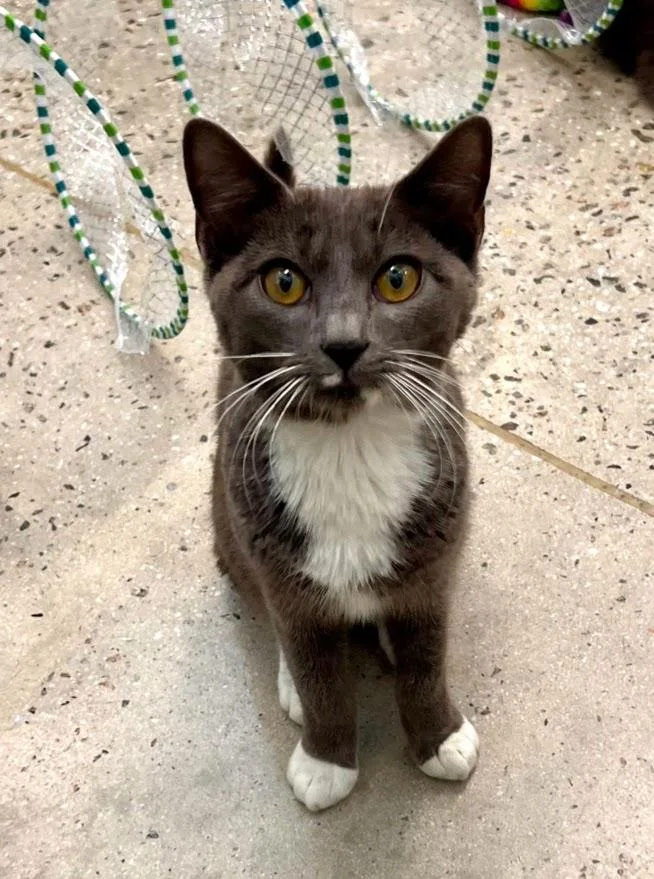 A baby medium-sized male Black & White / Tuxedo Tuxedo cat named Anthony for adoption in New Rochelle, NY