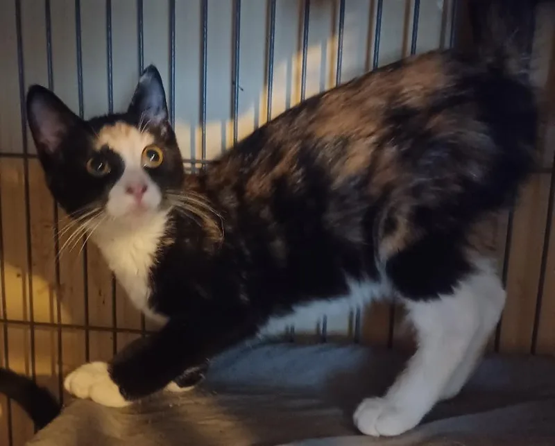 A baby medium-sized female Calico Domestic Short Hair cat named Crescent Moon for adoption in Jacksonville, FL