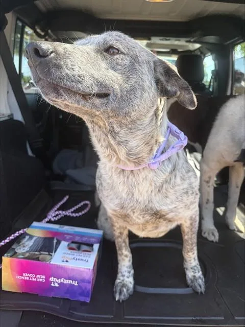 An adult large-sized female Australian Cattle Dog / Blue Heeler dog named Abby for adoption in Stockton, CA