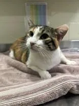 An adult medium-sized female Calico Domestic Short Hair cat named Kirby for adoption in Manitowoc, WI