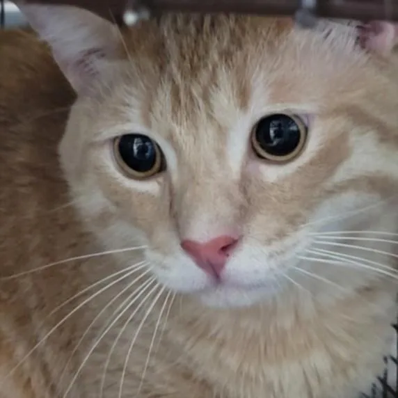 An adult large-sized male Domestic Short Hair cat named Mango for adoption in Los Angeles, CA