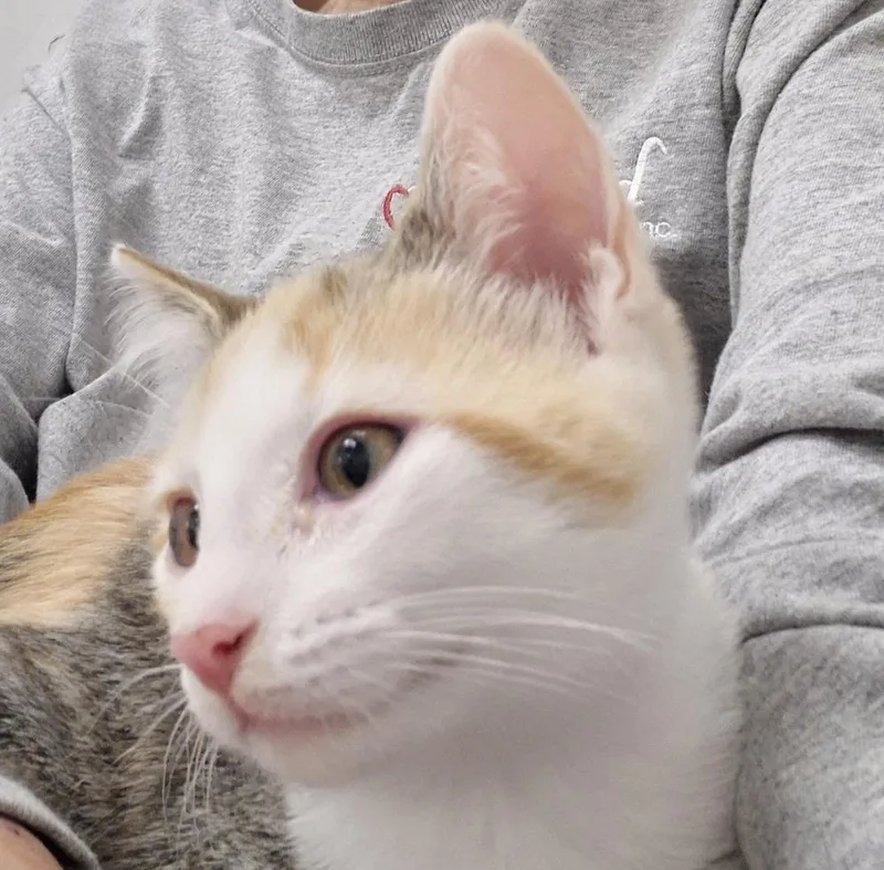 A baby small-sized female Domestic Short Hair cat named Penny for adoption in South Bend, IN