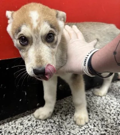 A baby small-sized male Siberian Husky dog named Chase for adoption in West Chester, PA