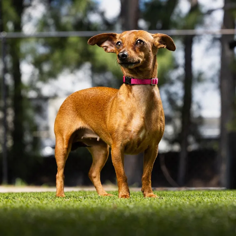 An adult small-sized female Red / Chestnut / Orange Dachshund dog named Precious for adoption in Jupiter, FL