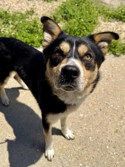 An adult medium-sized male Shepherd dog named Tuc Watkins for adoption in New Orleans, LA
