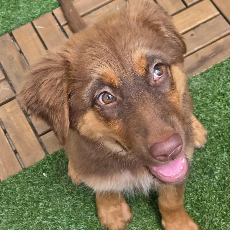A baby small-sized female Red / Chestnut / Orange Australian Shepherd dog named Kang for adoption in Houston, TX