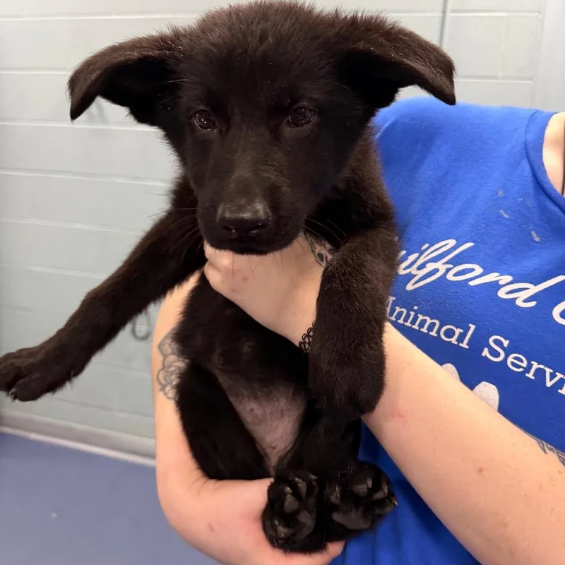 A baby small-sized female Black German Shepherd Dog dog named Fae for adoption in Greensboro, NC