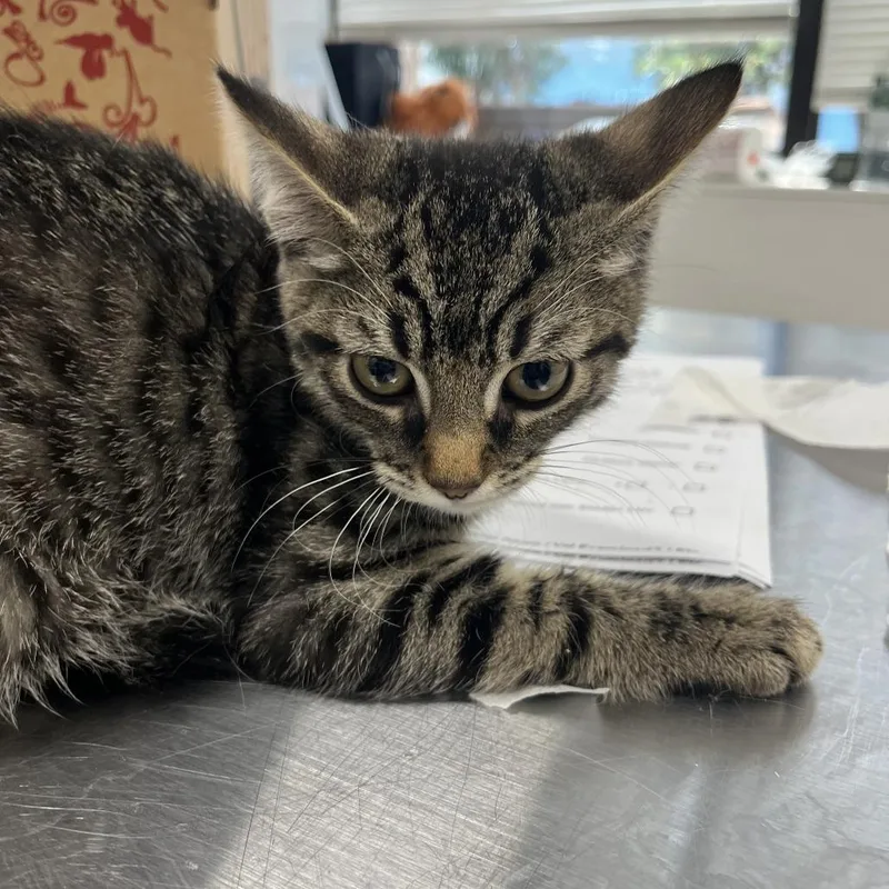 A baby small-sized male Domestic Short Hair cat named Peanut for adoption in Newark, NJ