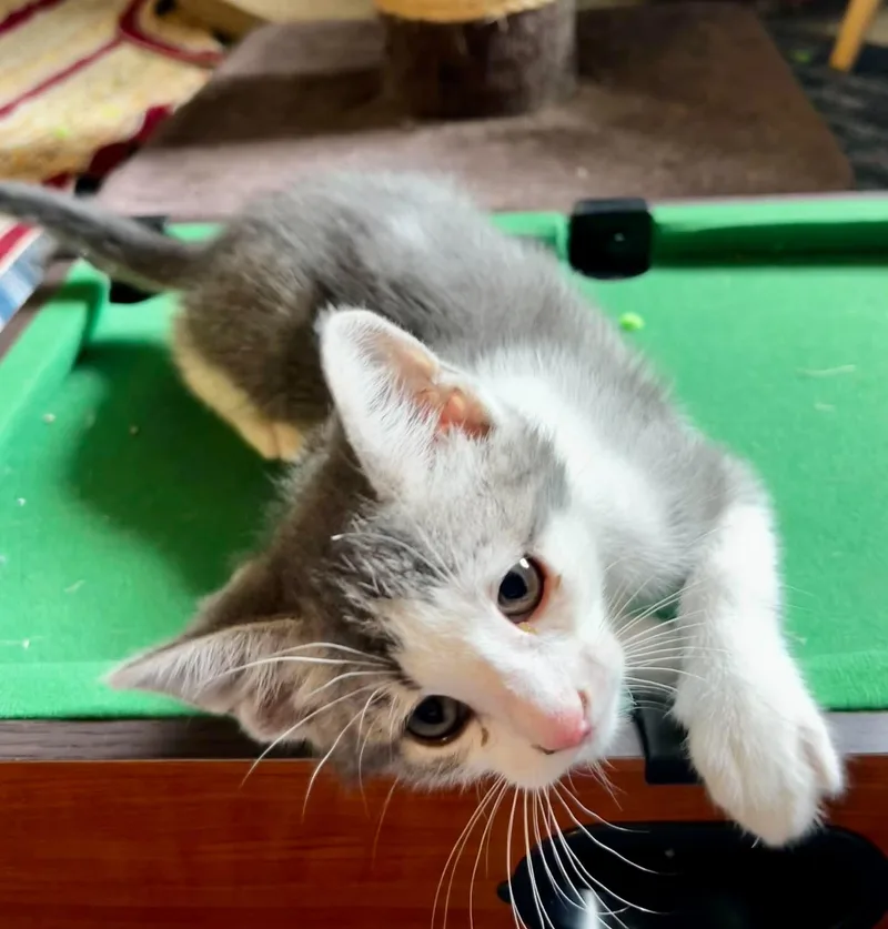 A baby small-sized female Tabby (Gray / Blue / Silver) Domestic Short Hair cat named Charlotte Brontë for adoption in Bloomsdale, MO