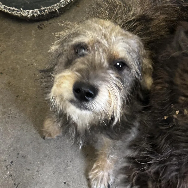 A young medium-sized male Gray / Blue / Silver Terrier dog named Finneas for adoption in Evensville, TN