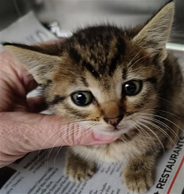 A baby medium-sized male Domestic Short Hair cat named Ozzy for adoption in Dallas, TX