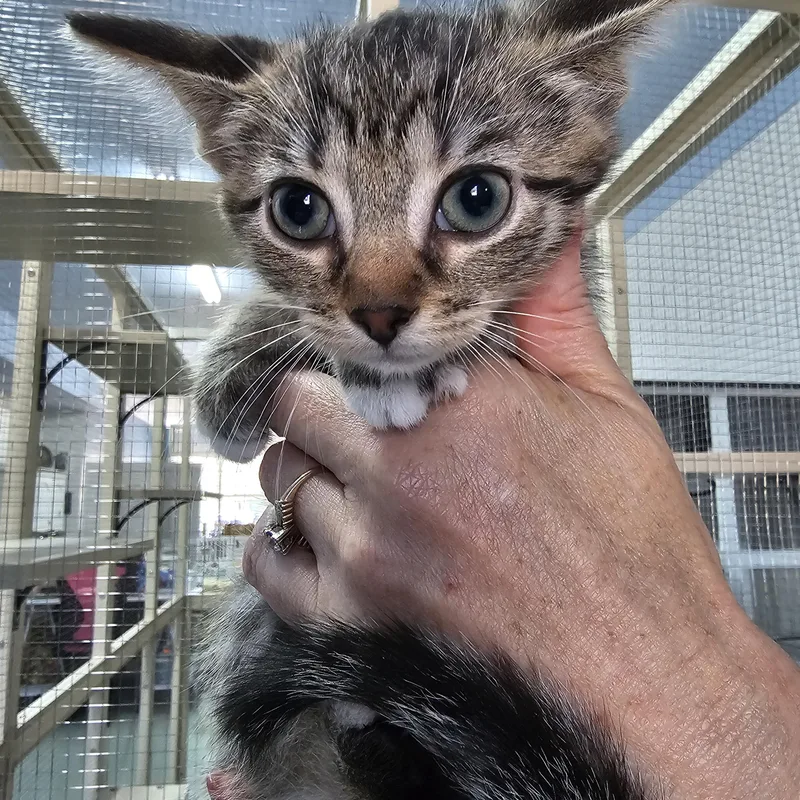 A baby medium-sized female Tabby (Brown / Chocolate) Domestic Short Hair cat named Derby for adoption in Toledo, OH