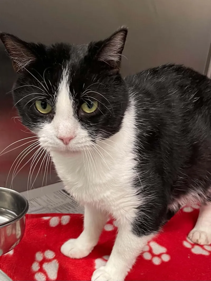 An adult medium-sized male Black & White / Tuxedo Domestic Short Hair cat named Domino for adoption in Covington, VA