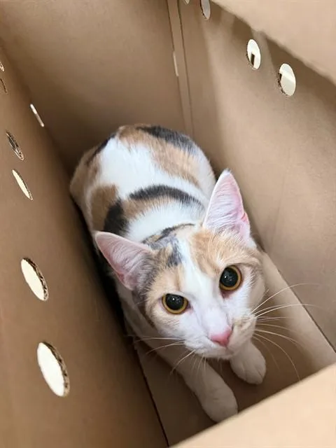 A young medium-sized female Domestic Short Hair cat named Sassy for adoption in Santa Maria, CA