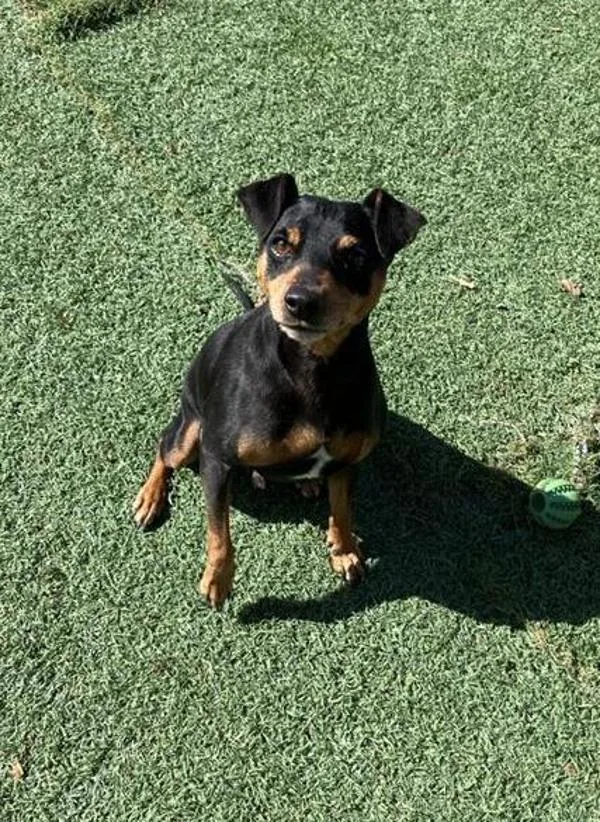 An adult small-sized male Miniature Pinscher dog named Sharkboy for adoption in Hollister, CA