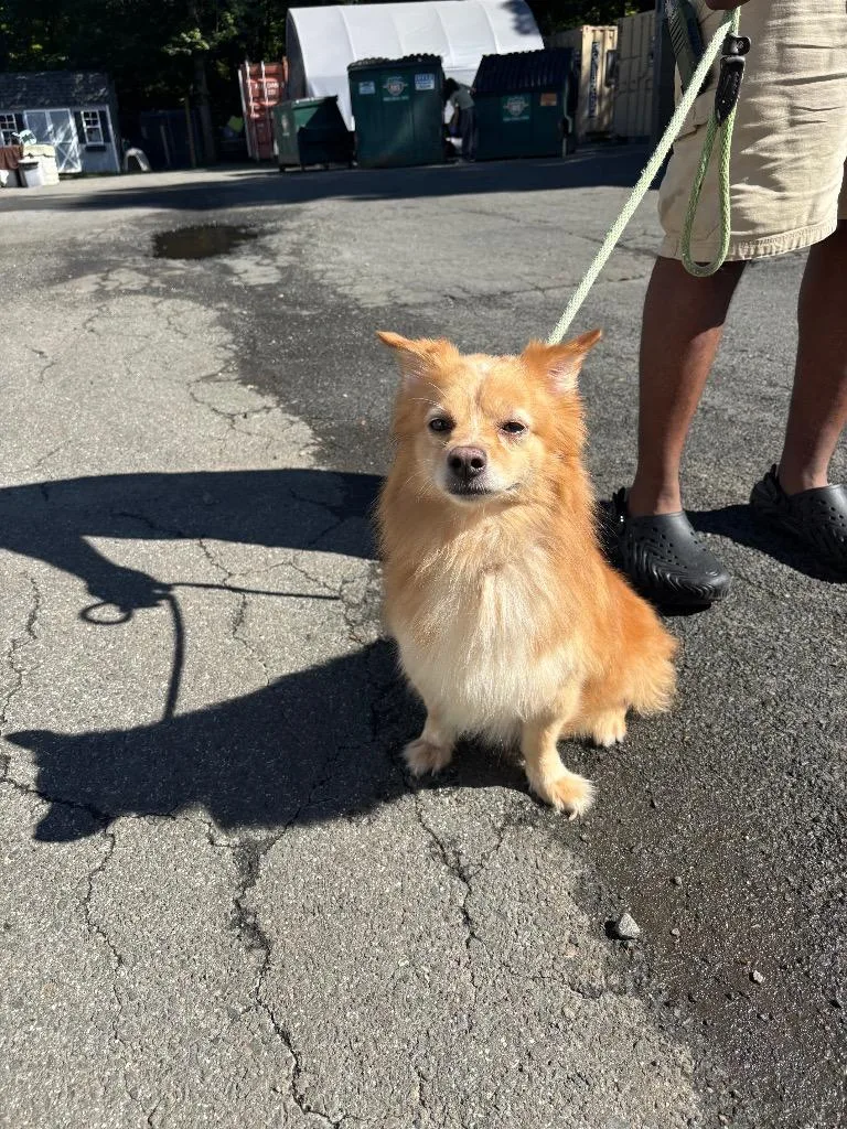 A young medium-sized male Pomeranian dog named Koda for adoption in Pomona, NY